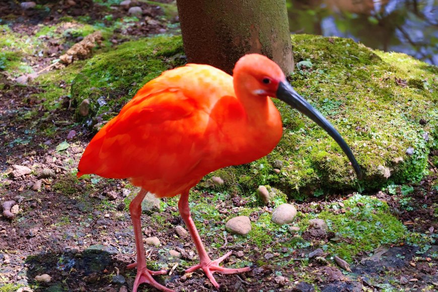 Tropical birds of paradise