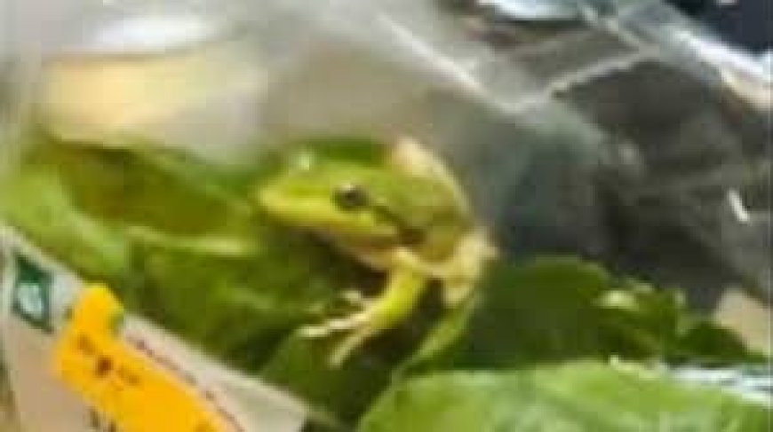 Farmer stunned as live frog found inside supermarket salad bag
