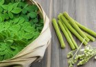 Australia, New Zealand ban moringa