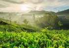 Kerala to launch year-long Green Awareness Drive