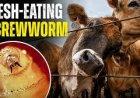 A flesh-eating cattle parasite spreads beyond Texas as new screwworm cases are found