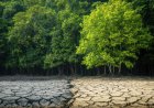 14 Indian cities among top 50 heat risk prone sites: Oxford University study
