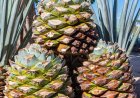 Miracle: A desert plant that rewrote an Indian farmer's destiny
