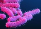 Kerala tightens vigil as Nipah alert coincides with Shigella outbreak