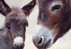 Family saves an abandoned donkey and gets the sweetest surprise overnight