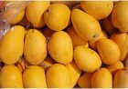 Indian mangoes prove a hit in Washington