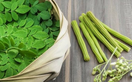 Australia, New Zealand ban moringa