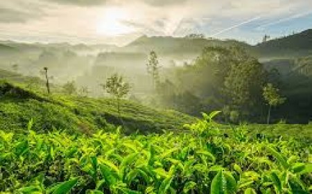 Kerala to launch year-long Green Awareness Drive