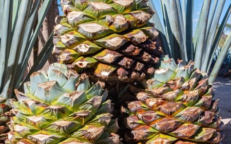 Miracle: A desert plant that rewrote an Indian farmer's destiny