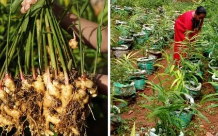 Kerala woman grew up to 4.5 kg of ginger in one grow bag