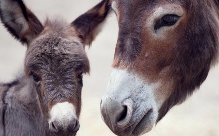 Family saves an abandoned donkey and gets the sweetest surprise overnight