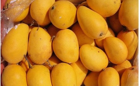 Indian mangoes prove a hit in Washington