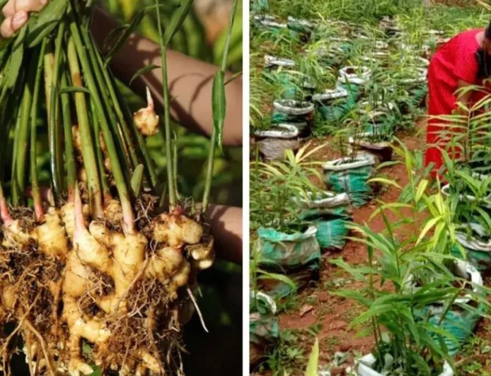 Kerala woman grew up to 4.5 kg of ginger in one grow bag
