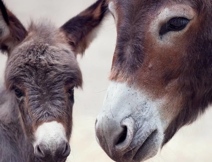Family saves an abandoned donkey and gets the sweetest surprise overnight