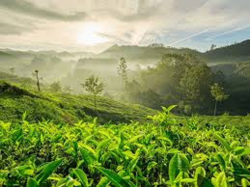 Kerala to launch year-long Green Awareness Drive