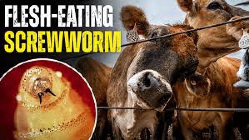 A flesh-eating cattle parasite spreads beyond Texas as new screwworm cases are found