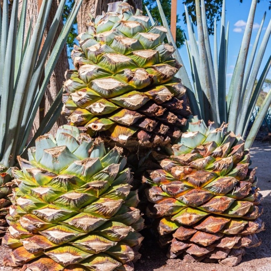 Miracle: A desert plant that rewrote an Indian farmer's destiny