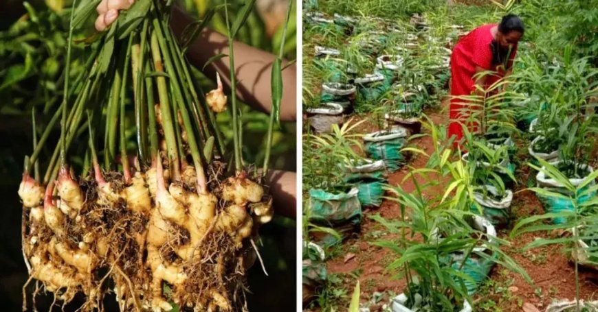 Kerala woman grew up to 4.5 kg of ginger in one grow bag