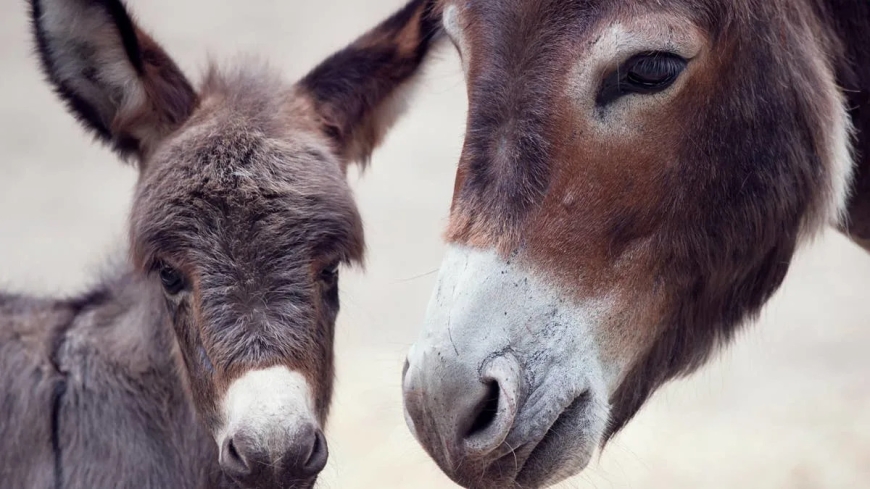 Family saves an abandoned donkey and gets the sweetest surprise overnight