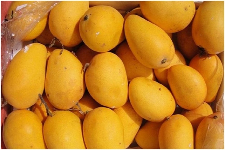 Indian mangoes prove a hit in Washington