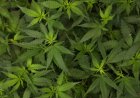 America’s workforce is testing positive for marijuana at some of the highest rates