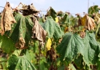 US sizzles under wilting heat that may shift west this week