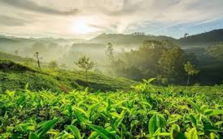 മൂന്നാറിൽ ഭൂമിയിൽ വിള്ളൽ; കനത്ത മണ്ണിടിച്ചിൽ ഭീഷണി