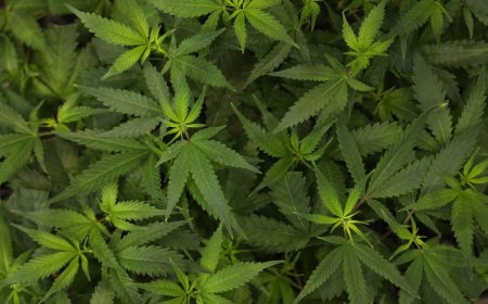 America’s workforce is testing positive for marijuana at some of the highest rates