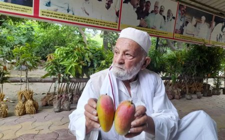 How India's 'Mango Man' grew more than 300 types of mangoes on just one tree