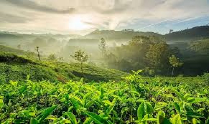 മൂന്നാറിൽ ഭൂമിയിൽ വിള്ളൽ; കനത്ത മണ്ണിടിച്ചിൽ ഭീഷണി