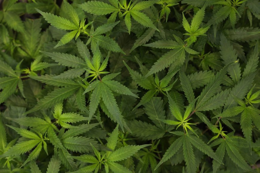 America’s workforce is testing positive for marijuana at some of the highest rates
