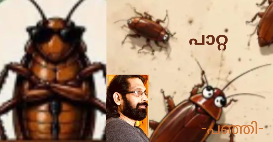 പാറ്റ ; കവിത, പഞ്ഞി