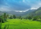 Chingam brings new hope