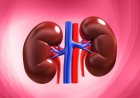 The best way to protect your kidneys is not drinking more water, not cutting protein, and definitely not waiting for dialysis