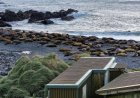 Australia is evacuating an Antarctic base so no one has to watch thousands of seals die