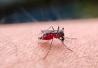 Chennai sees sharp rise in fever, dengue cases; doctors urge caution