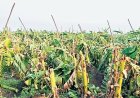 Storm destroys over 10,000 banana plants in Erode