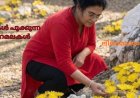 കല്ലുകൾ പൂക്കുന്ന പാറമലകൾ: ലീലാമ്മതോമസ്, ബോട്സ്വാന
