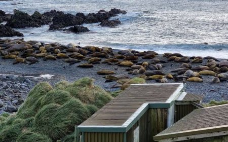 Australia is evacuating an Antarctic base so no one has to watch thousands of seals die