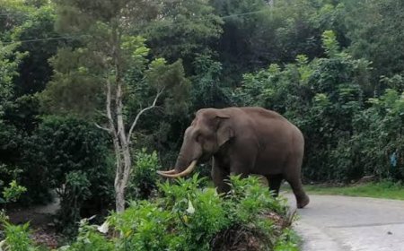 മൂന്നാറിലേക്ക് പോകുന്ന സഞ്ചാരികൾക്ക്   വനംവകുപ്പിന്റെ മുന്നറിയിപ്പ്