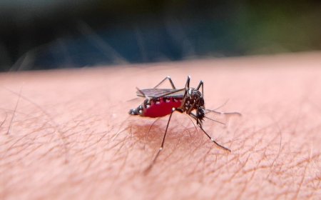 Chennai sees sharp rise in fever, dengue cases; doctors urge caution