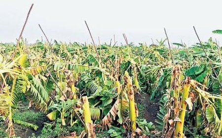 Storm destroys over 10,000 banana plants in Erode