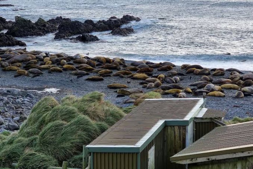 Australia is evacuating an Antarctic base so no one has to watch thousands of seals die