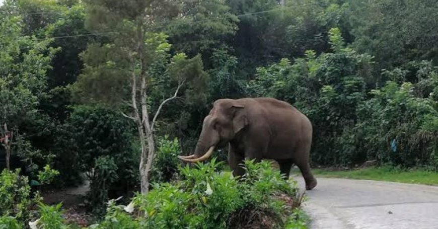 മൂന്നാറിലേക്ക് പോകുന്ന സഞ്ചാരികൾക്ക്   വനംവകുപ്പിന്റെ മുന്നറിയിപ്പ്