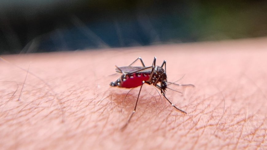Chennai sees sharp rise in fever, dengue cases; doctors urge caution