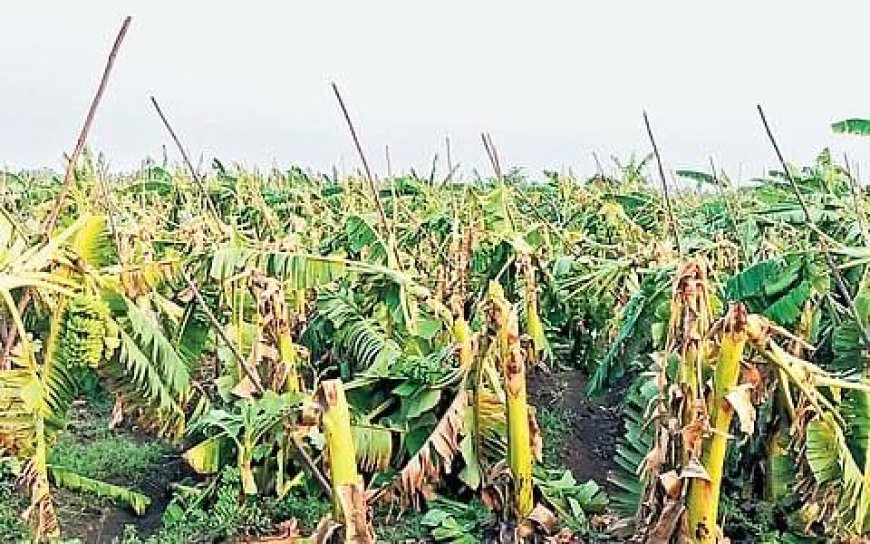 Storm destroys over 10,000 banana plants in Erode