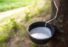 Evening rubber tapping may yield more latex, research finds
