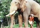 Hundreds pay tribute, bid goodbye to gentle giant Brahmadathan