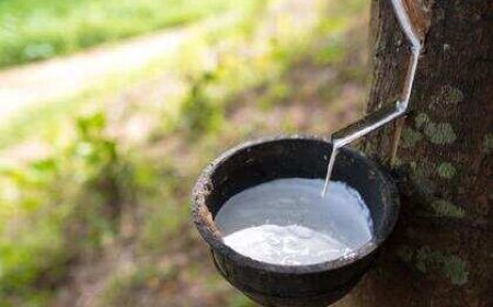 Evening rubber tapping may yield more latex, research finds