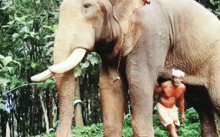 Hundreds pay tribute, bid goodbye to gentle giant Brahmadathan